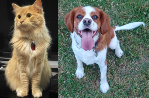 Cheddar and Pluto